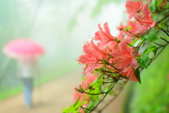 雨中のツツジ散策