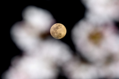 桜？と満月