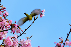 梅から桜へ