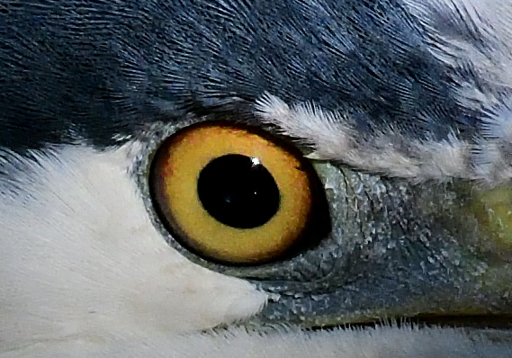 眼