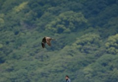 ユウゼント