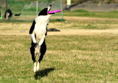 大和川のフリスビー犬