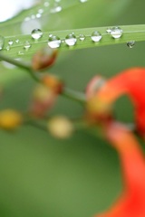 水玉と花