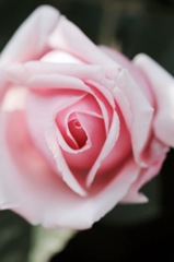 庭の薔薇