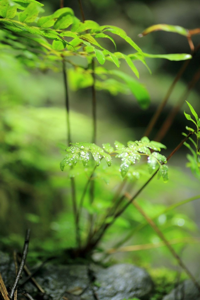 新芽