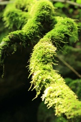 こけ