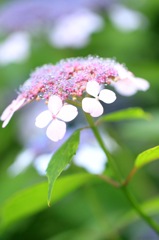 紫陽花