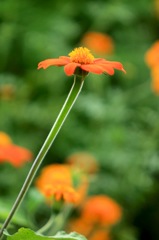 庭の花