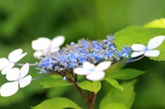 紫陽花も終わりですか