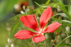 花ごよみ