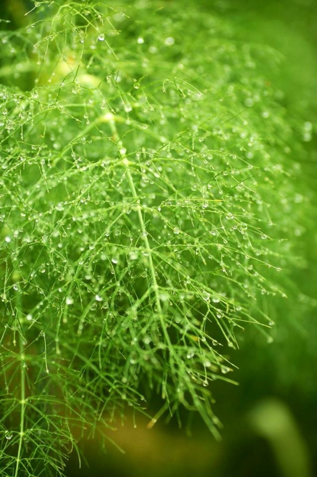 雨あがり