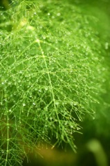 雨あがり