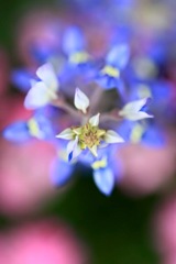花ごよみ11