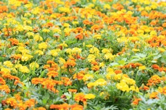花ごよみ66
