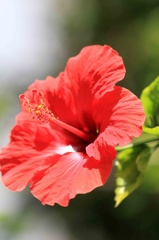 花ごよみ2