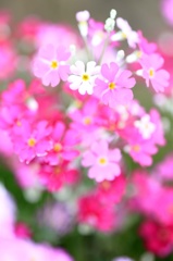 花たより