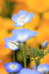 花ごよみ77