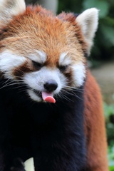 レッサーパンダくんで！