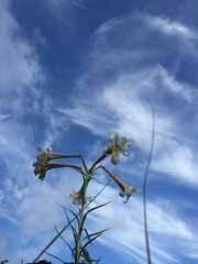 百合 夏空