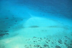 海