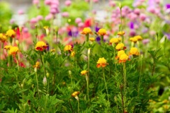 花ごよみ33