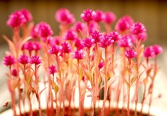 花ごよみ11