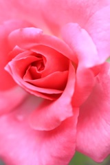 薔薇