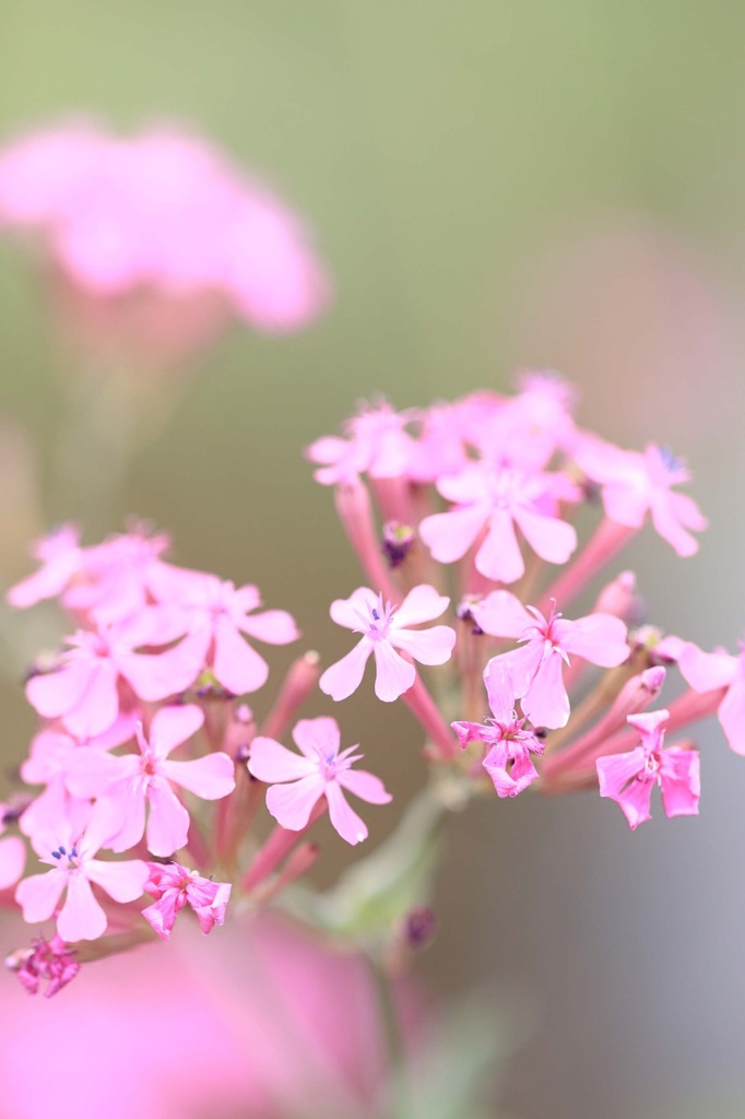 花ごよみ2