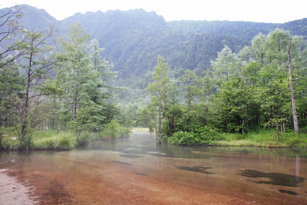 川と林