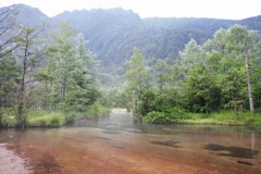 川と林