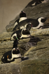 ペンギン三連星