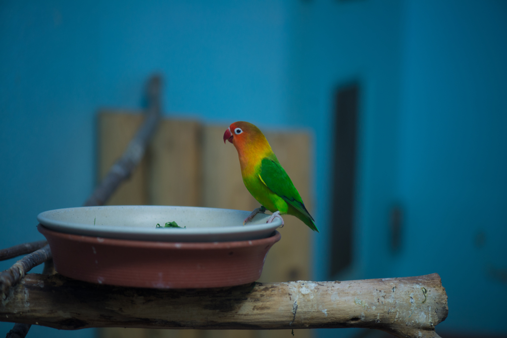20141019 上野動物園にて、鳥類館
