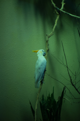 20141019 上野動物園にて、鳥類館