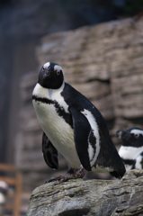 イケメンペンギン