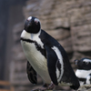 イケメンペンギン
