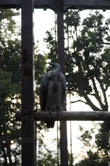 上野動物園・なんか大きい鳥