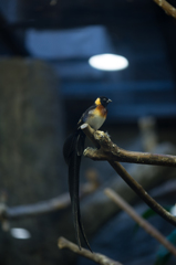 20141019 上野動物園にて、鳥類館