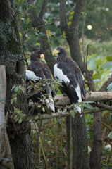 上野動物園にて、オオタカ
