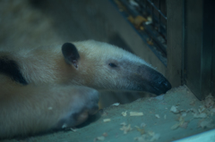 20141019 上野動物園にて、コアリクイ