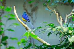 20141019 上野動物園にて、鳥類館