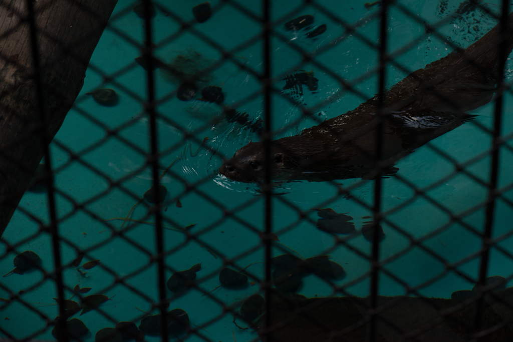 上野動物園・ニホンカワウソ