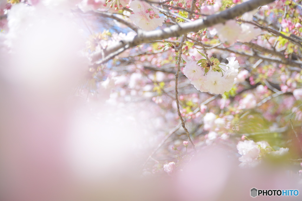 八重桜  松月