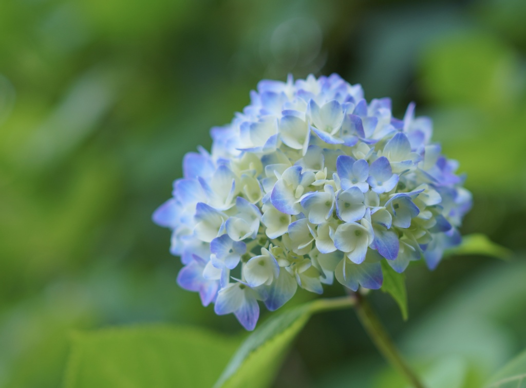 飛鳥山公園　紫陽花2022