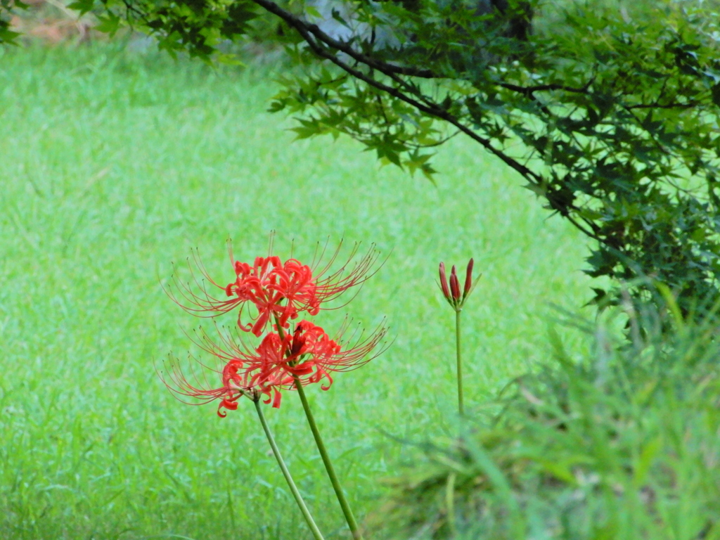 六義園の彼岸花