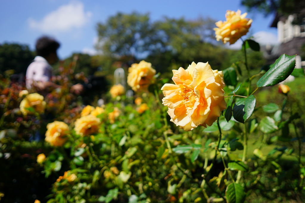 万葉  旧古河庭園秋の薔薇フェスティバル