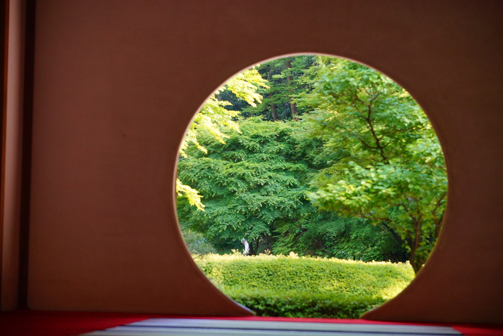 DSC02008新緑の北鎌倉  明月院