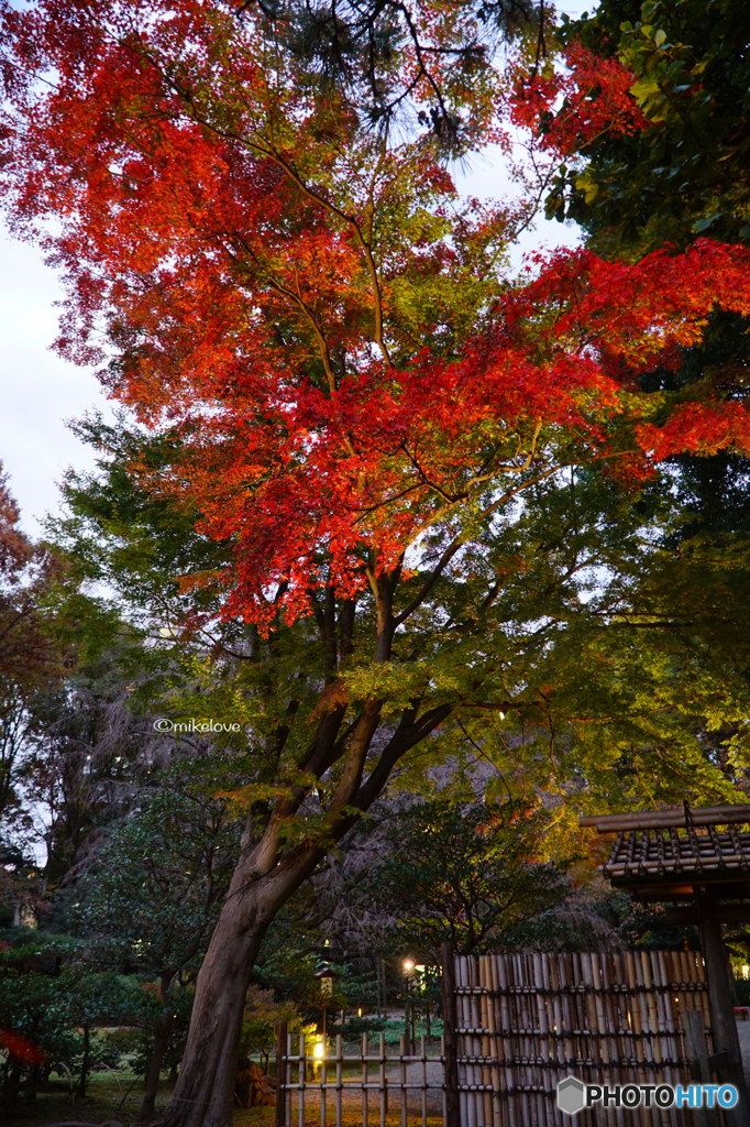 六義園 紅葉ライトアップ2018