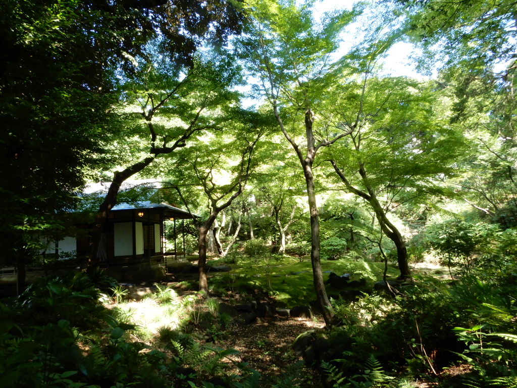 もみじの中の茶室