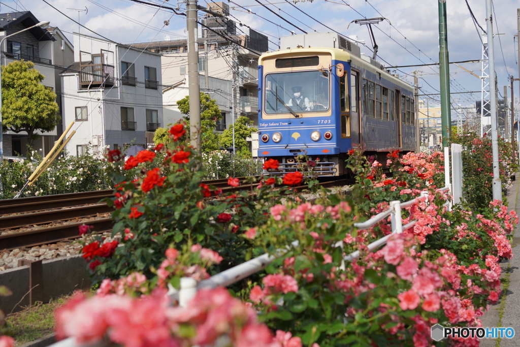 薔薇と都電荒川線