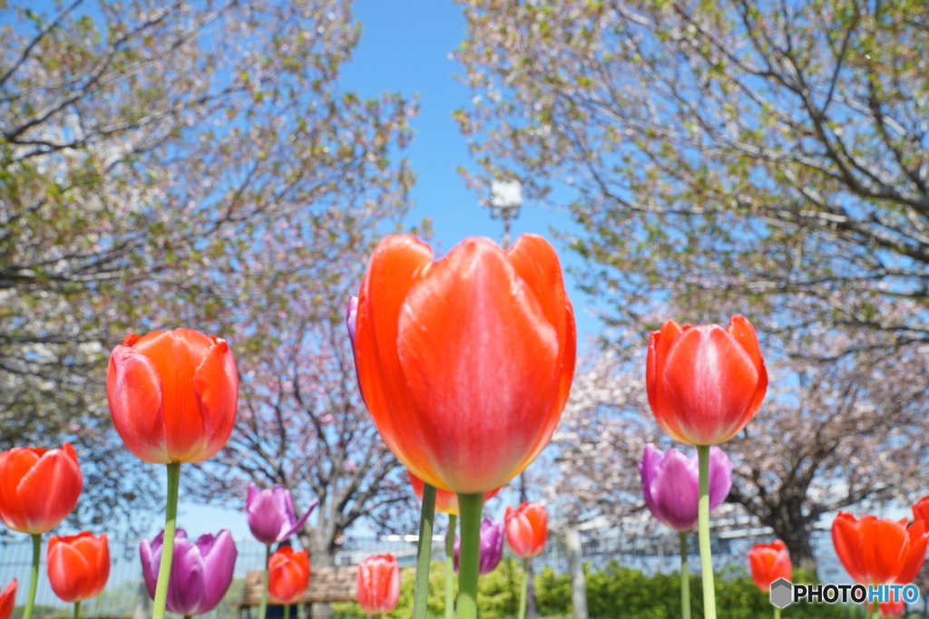 チューリップと八重桜